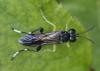 Macrophya montana